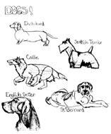 Dogs